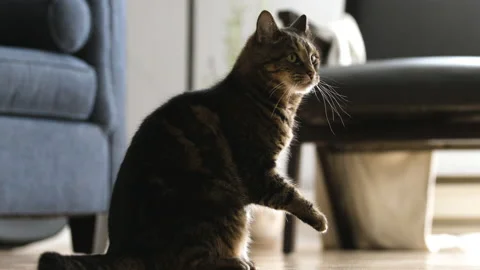 Tabby cat startled while cleaning itself Vídeos de archivo 145557442