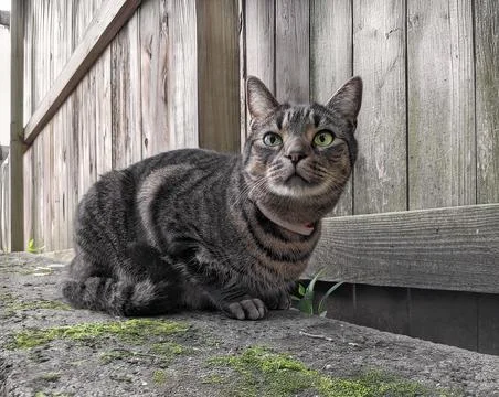 Tabby cat on a stone wall Stock Photos