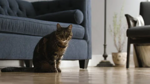 Tabby cat stops grooming itself to stare at camera 스톡 동영상 145556625