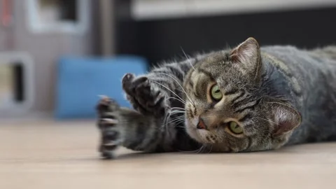 Tabby cat stretching its front paws while lying on the floor Stock Footage 285373368