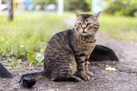 A tabby cat with striking green eyes sits attentively on a dirt path outdoors Stock Photos
