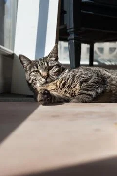 Tabby cat sun bathing looking at camera with paw stretched out Stock Photos