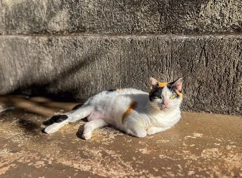 Tabby cat sunbathing on concrete Stock Photos