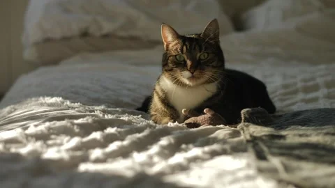 A Tabby cat in sunshine resting on a bed slow motion 4K Stock Footage 252229174