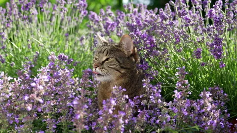 Tabby Cat surrounded by catnip plants Stockbeeldmateriaal 336851530