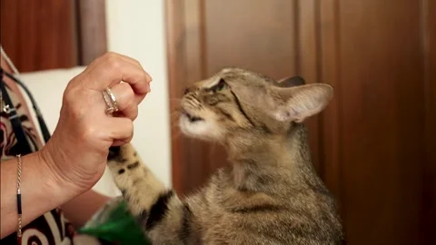 Tabby Cat Taking Treat from Person’s Hand Indoors Stock Footage 345003540