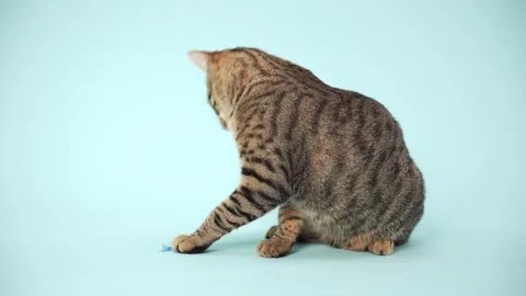Tabby cat tapping a blue feathery toy Stock Footage 325037596