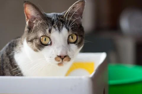 Tabby cat in the trash box Stock Photos