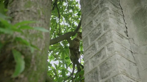 Tabby Cat on Tree Branch Staring Directly into Camera Lens Stock Footage 347265853