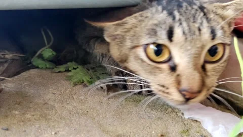 Tabby cat trying to get out of an overturned blue basin outdoors Stock Footage 305167336