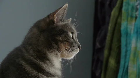 Tabby Cat Turning Head Video stock 36658708