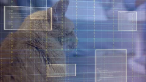 Tabby cat turning head, reacting to motion as faint grid forming tech boxes Stock Footage 333061244