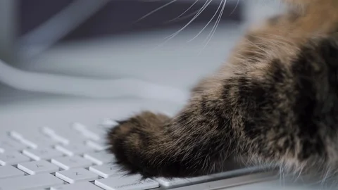 Tabby cat is typing text on a computer keyboard Stock Footage 126346616