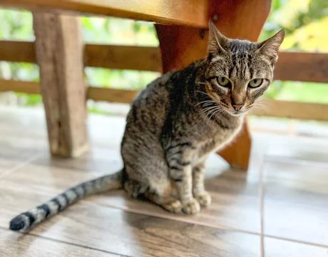Tabby cat under the table Stock Photos