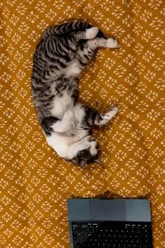 A tabby cat using a laptop computer, lying on a yellow plaid. Stock Photos