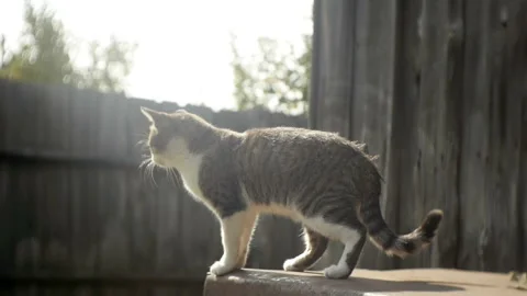 A tabby Cat In The Village Stock Footage 234811862