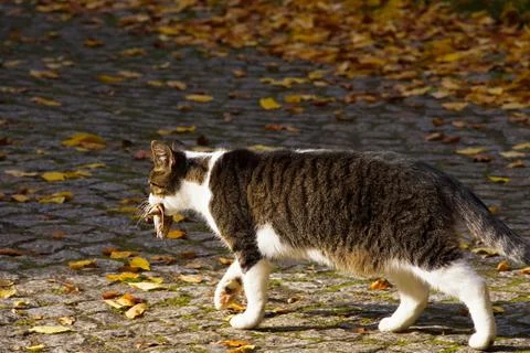 A tabby cat walking along a paved path strewn with autumn leaves, carrying .. Stock Photos