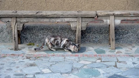 Tabby cat walking around the yard looking for food Stock Footage 263690381
