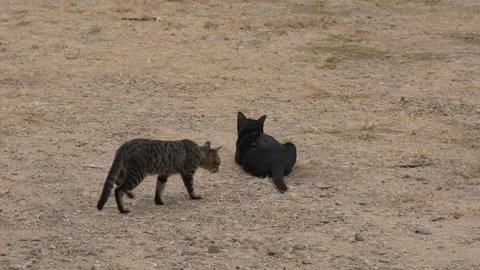 Tabby cat walking to black cat. Stock Footage 169023400
