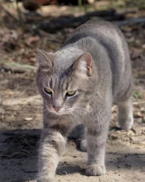 Tabby Cat Walking Casually through the Forest Foto stock