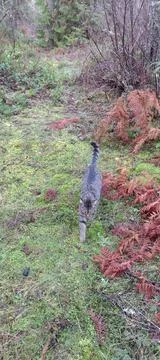 Tabby cat walking in forest clearing meadow Stock-Fotos