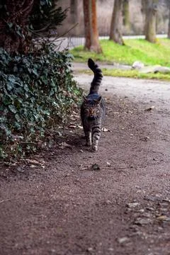 Tabby Cat Walking on a Forest Path Stock Photos