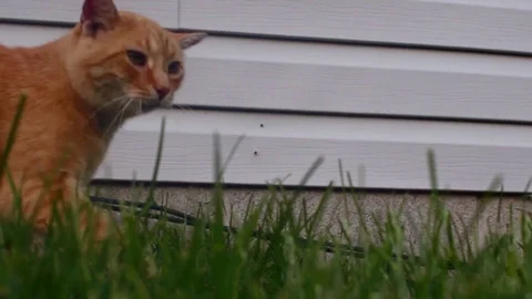 Tabby cat walking in the grass Stock Footage 93542669