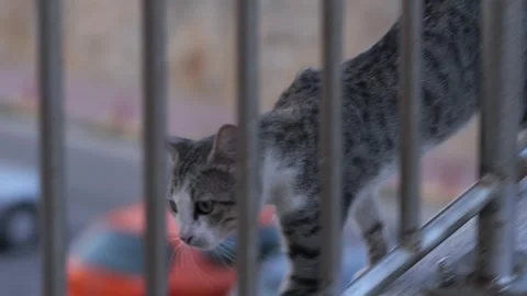 Tabby cat walking on ledge behind metal bars Stock Footage 339048234