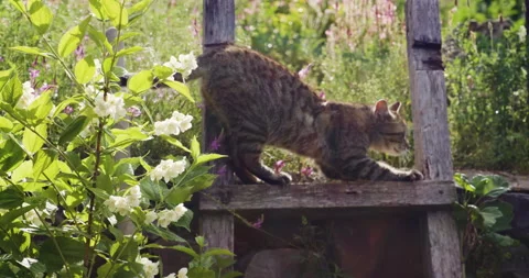 Sound included. Angry cat hissing to cam, Stock Video