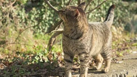 Tabby cat walking outdoors and rubbing against tree branches Stock Footage 344577230