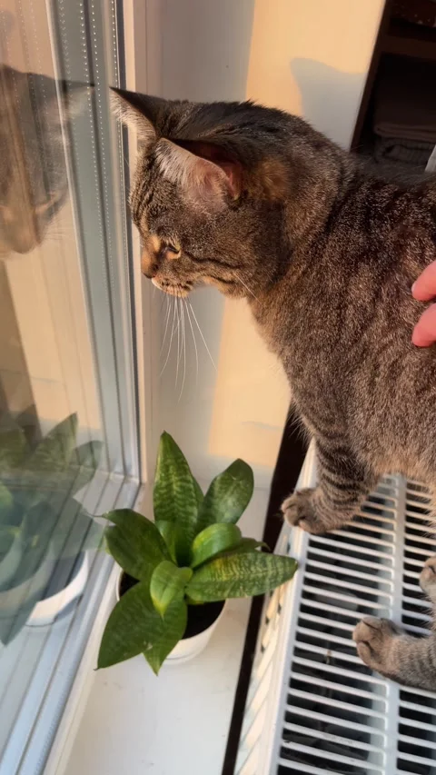 Tabby cat walking on a radiator and looking out the window Stock Footage 314576288
