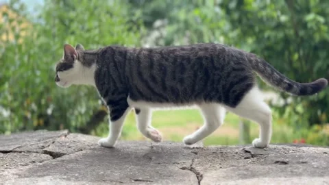 Tabby Cat Walking on a Stone Wall Stock Footage 285651554