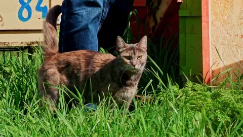 Tabby Cat Walking Through Lush Spring Garden Grass Near Person Outdoors Stock Footage 331782789