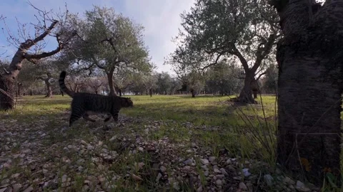 Tabby Cat Walking Through an Olive Tree Orchard on a Sunny Day in the Stock Footage 346073052