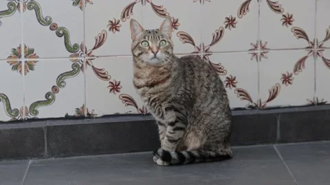 Tabby cat walking on tiled floor with decorative wall pattern Stock Footage 337895595