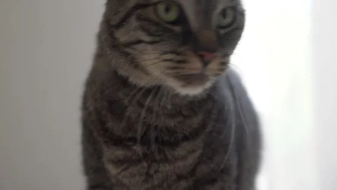 Tabby Cat Walking Toward Camera in Bright Indoor Room With Cat Tree in Lyon Stock Footage 342279004