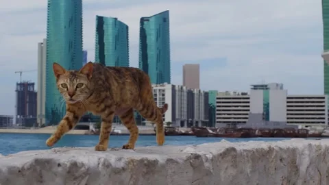 Tabby cat walking on waterfront reef overlooking modern bay cityscape Stock Footage 344996163
