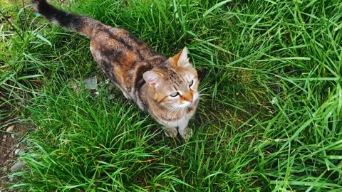 A tabby cat walks across the grass and looks up at the camera as it gets closer Stock Footage 334744372