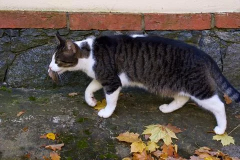 A tabby cat walks with a caught mouse in its mouth Stock Photos