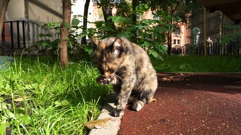Tabby cat washes on the street Stock Footage 86241465