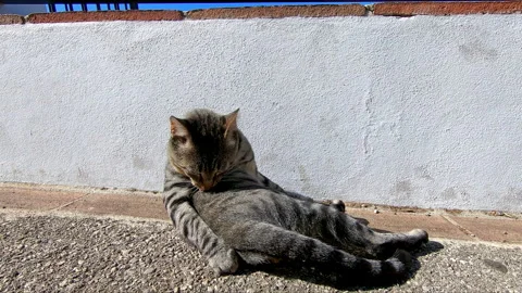 Tabby cat washing itself sitting on the ground 스톡 동영상 342494733