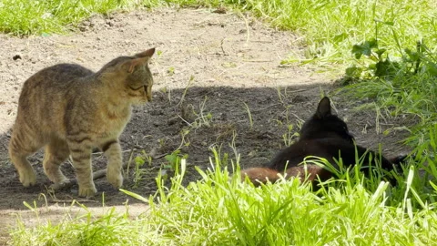 Tabby Cat Watching Black Cat Rolling on Ground Next to Green Grass Stock Footage 335411123