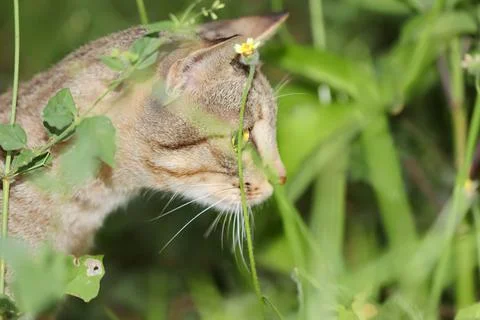 A tabby cat watching something inside the defocused green grass Stock Photos