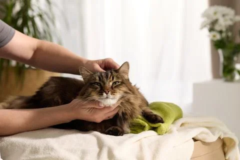 Tabby cat wellness Stock Photos