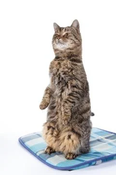 Tabby cat on white background Stock Illustration