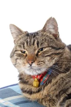 Tabby cat on white background Stock Illustration