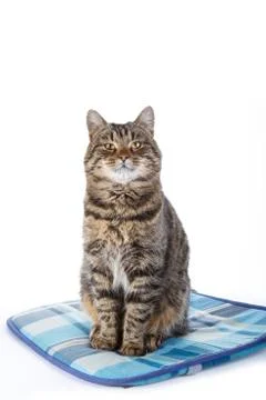 Tabby cat on white background Foto stock