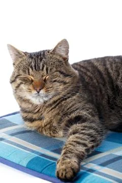 Tabby cat on white background Foto stock