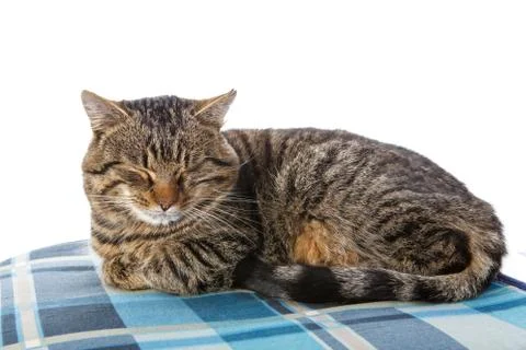 Tabby cat on white background Foto stock
