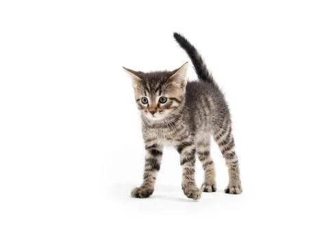Tabby cat on white background 스톡 사진